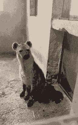 养殖鬣狗怎么样啊