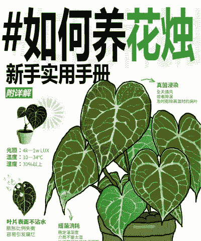 花烛怎么养殖