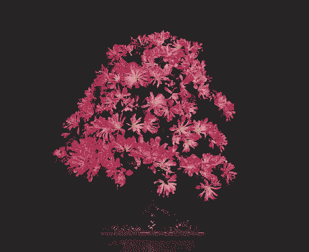 杜鹃适合什么花盆