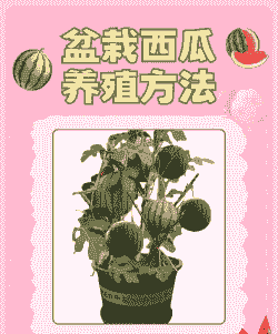 捡到的西瓜怎么养殖好