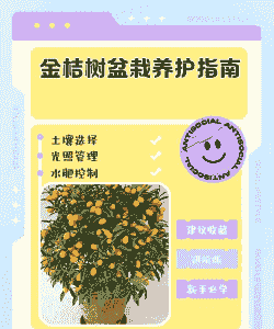食用金桔树盆栽怎么养殖