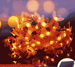 蜜蜂阳台有灯光怎么养殖