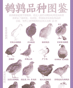 公鹌鹑怎么养殖和管理