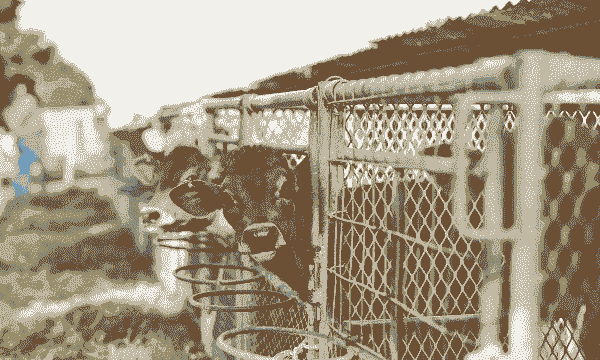 鄂州东沟养殖怎么样