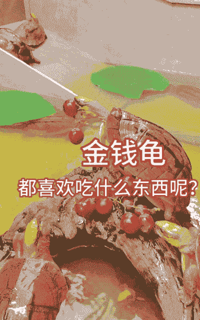 中华金钱龟怎么养殖