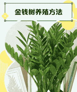 冬季水培金钱树怎么养殖