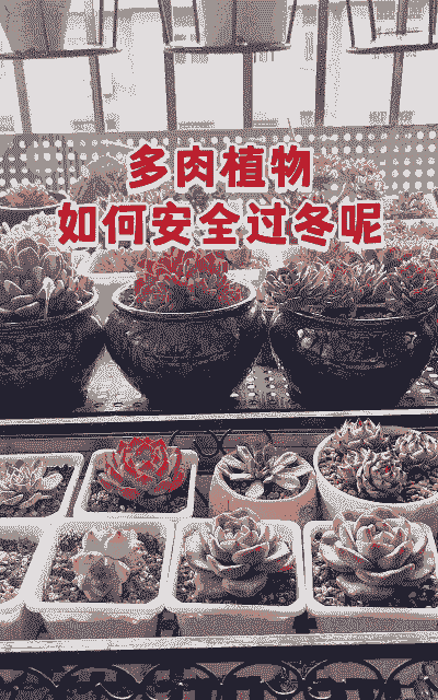 郑州冬天多肉怎么养殖