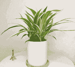 绿萝和吊兰怎么养殖