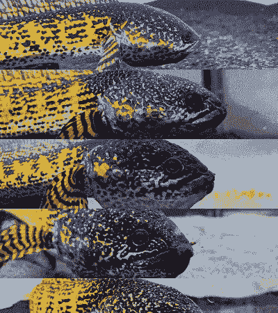 眼镜蛇怎么养殖技术