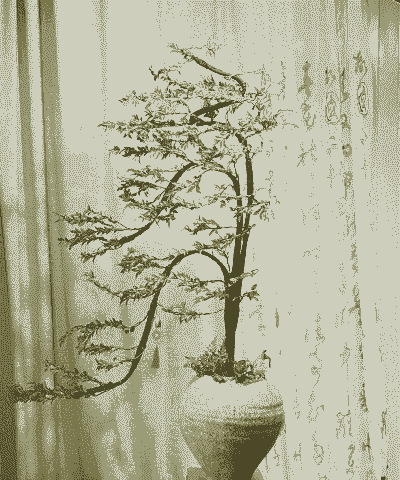 黑骨茶花卉怎么养殖