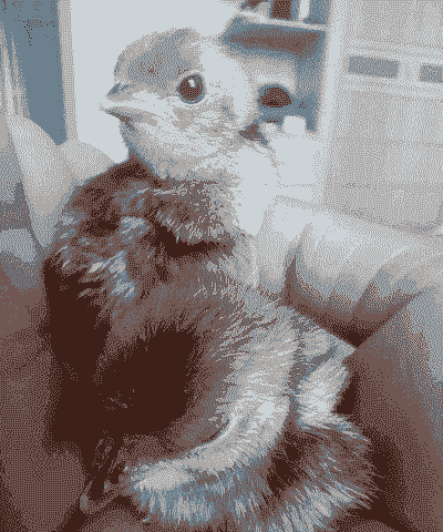 刚出壳的竹鸡怎么养殖