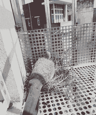 斑鸠怎么选筑巢地点养殖