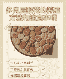 多肉花开之后怎么养殖