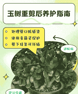 剪枝后的玉树怎么养殖