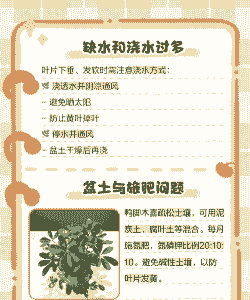 鸭脚木叶子为什么发黄 鸭脚木叶子为什么发黄