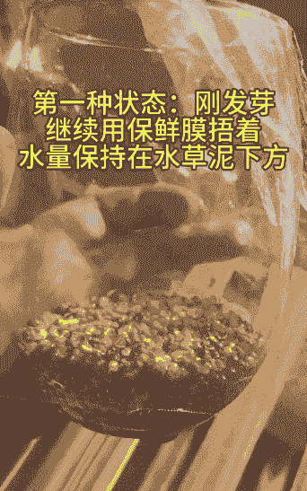 刚移栽的水草怎么养殖