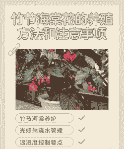 竹节海棠不长叶怎么养殖