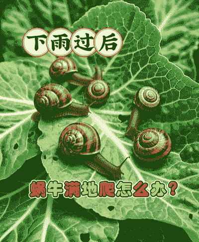 下雨了的蜗牛怎么养殖