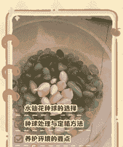 怎么养殖仙人球小球