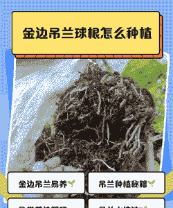 吊兰的根系怎么养殖好