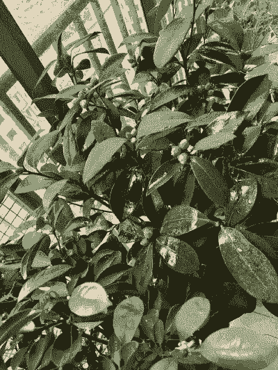 没有开花的茶花怎么养殖