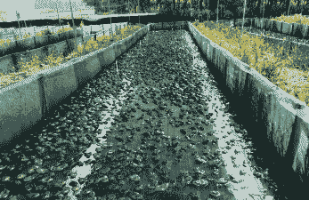 牛蛙养殖前景怎么样