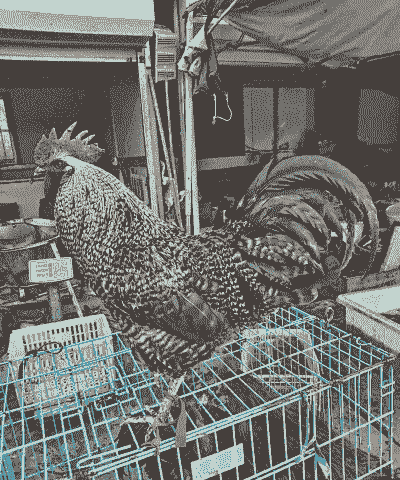 黄拐子怎么养殖