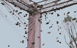 蝴蝶养殖空间怎么样