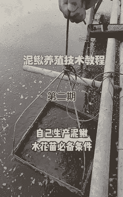 养殖水池怎么养泥鳅好