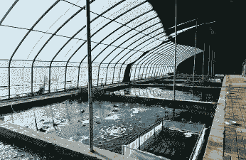 龙虾养殖池塘怎么建设