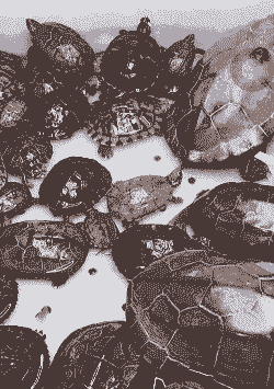 刚买的乌龟怎么养殖