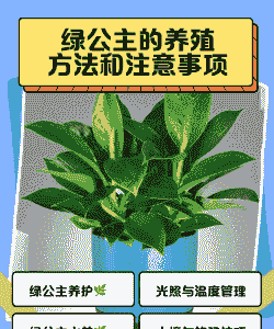 绿公主怎么养殖