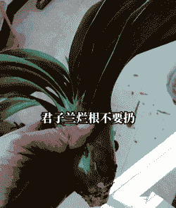 君子兰根烂了能救活吗 君子兰根烂了能救活吗