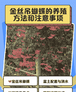 人工养殖黄金吊怎么繁殖