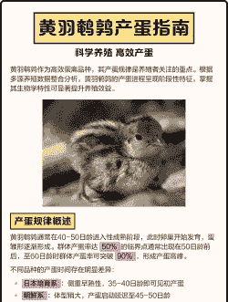 鹌鹑怎么养殖多久下蛋呢