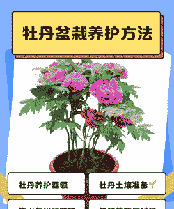 盆栽牡丹在楼房怎么养殖