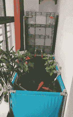 阳台上怎么养殖锦鲤鱼