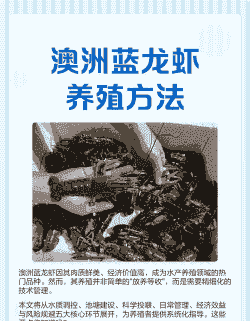怎么养殖澳洲蓝龙虾品种