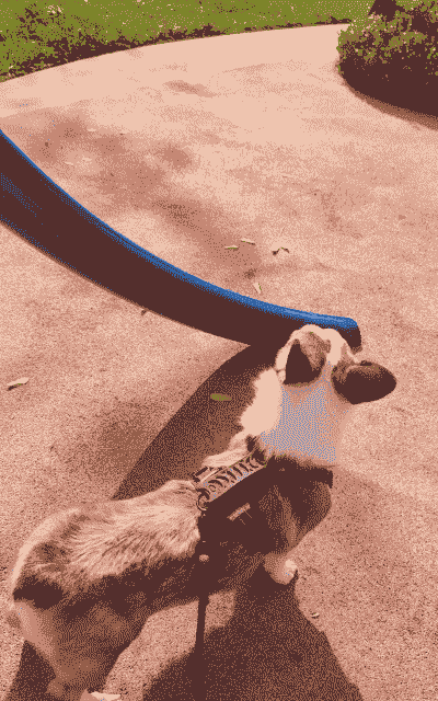 柯基小南瓜怎么养殖