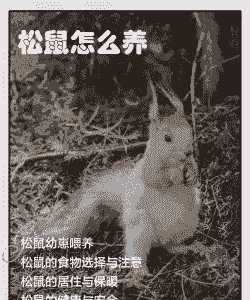 65天的松鼠怎么养殖