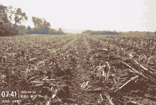 养殖甜高粱怎么播种的