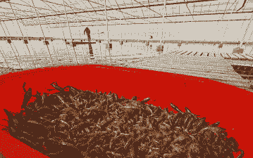 盱眙龙虾怎么养殖