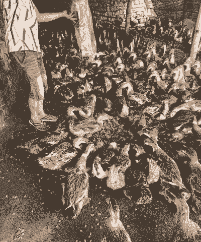 人工养殖水鸭子怎么喂养