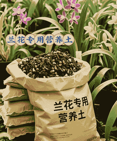 用营养土种什么