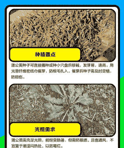 蒲公英在草坪上怎么养殖