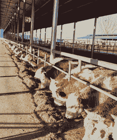 300斤的肉牛怎么养殖