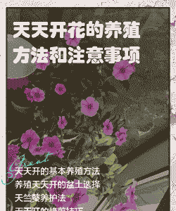 天天开怎么养殖