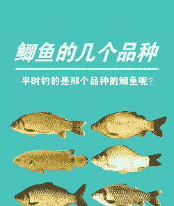 工程鲫养殖怎么喂饲料