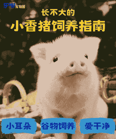 养殖新型香猪怎么喂