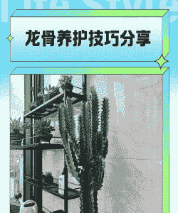 在北方龙骨怎么去养殖